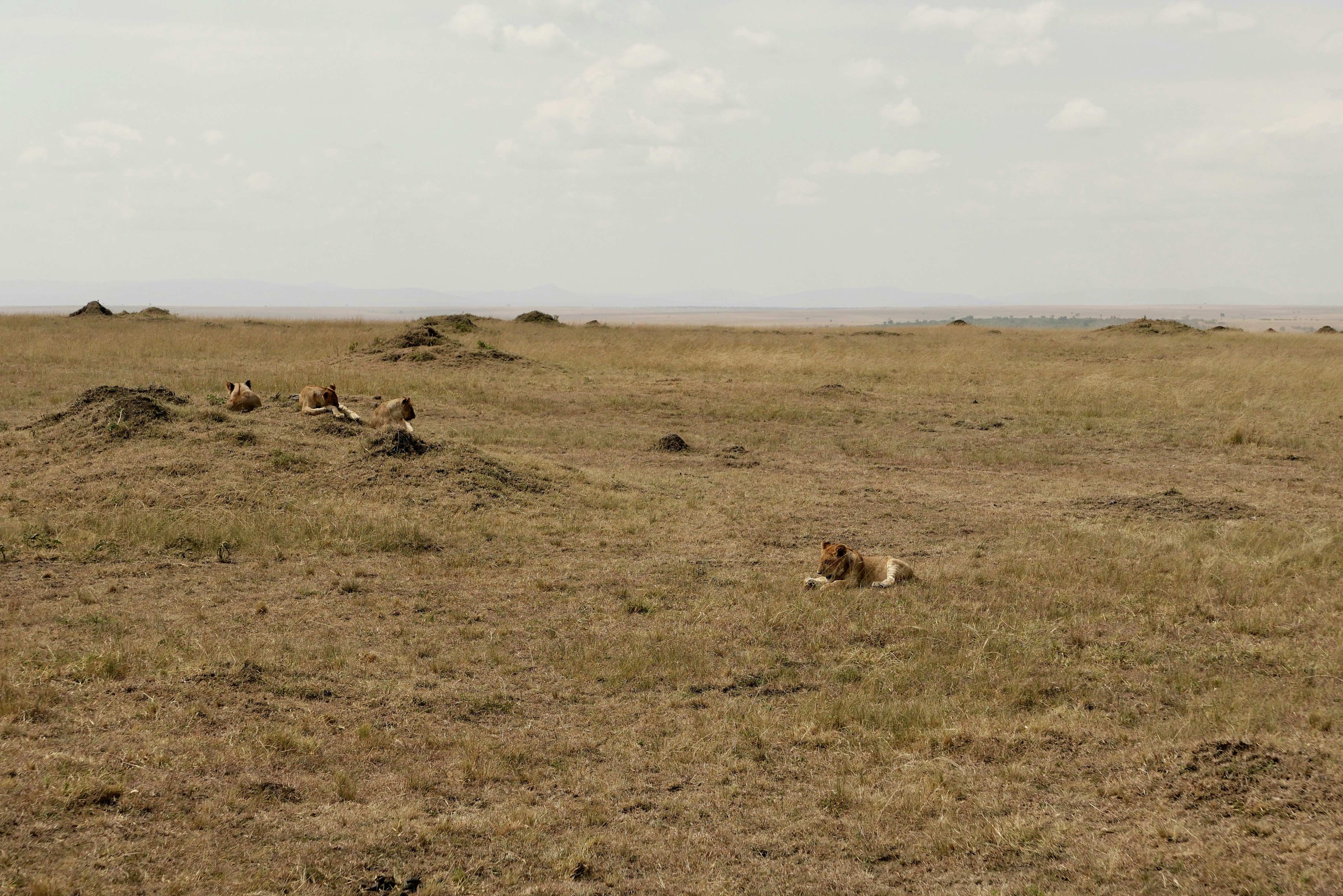 a herd of animals laying on top of a dry grass field