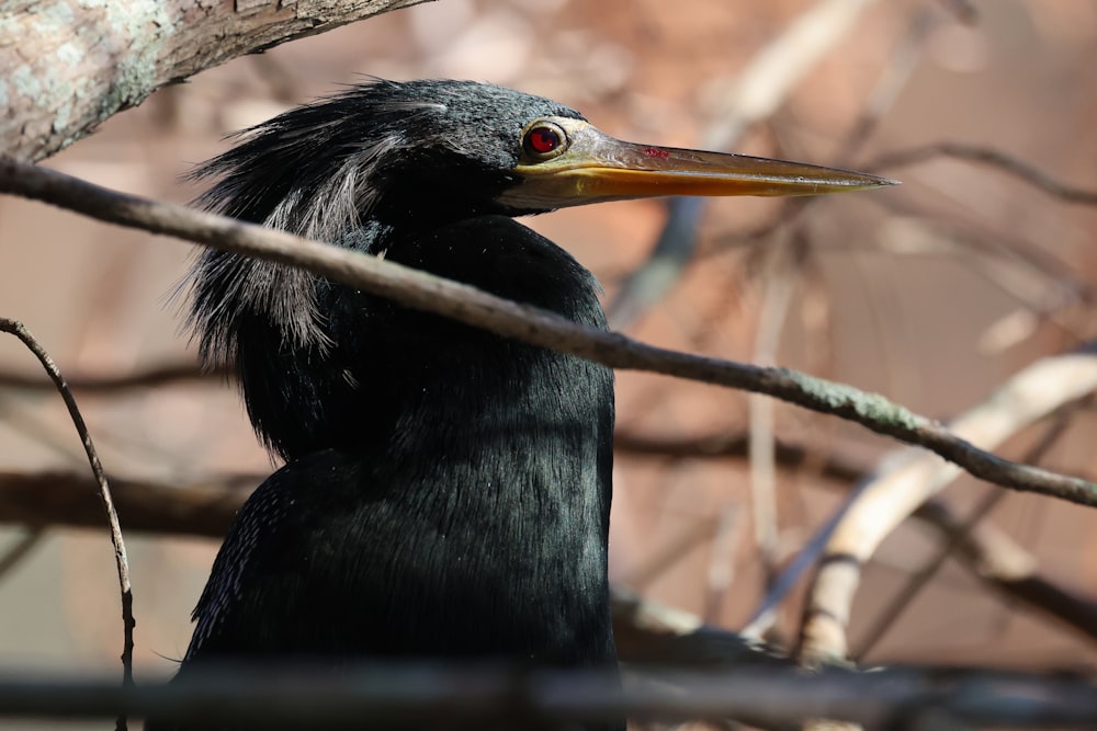 a close up of a bird on a tree branch