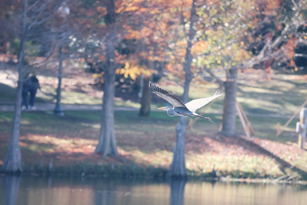 a bird flying over a body of water