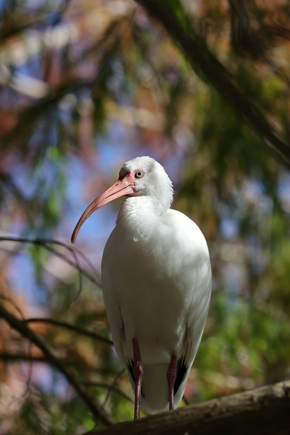 a white bird with a long beak sitting on a tree branch