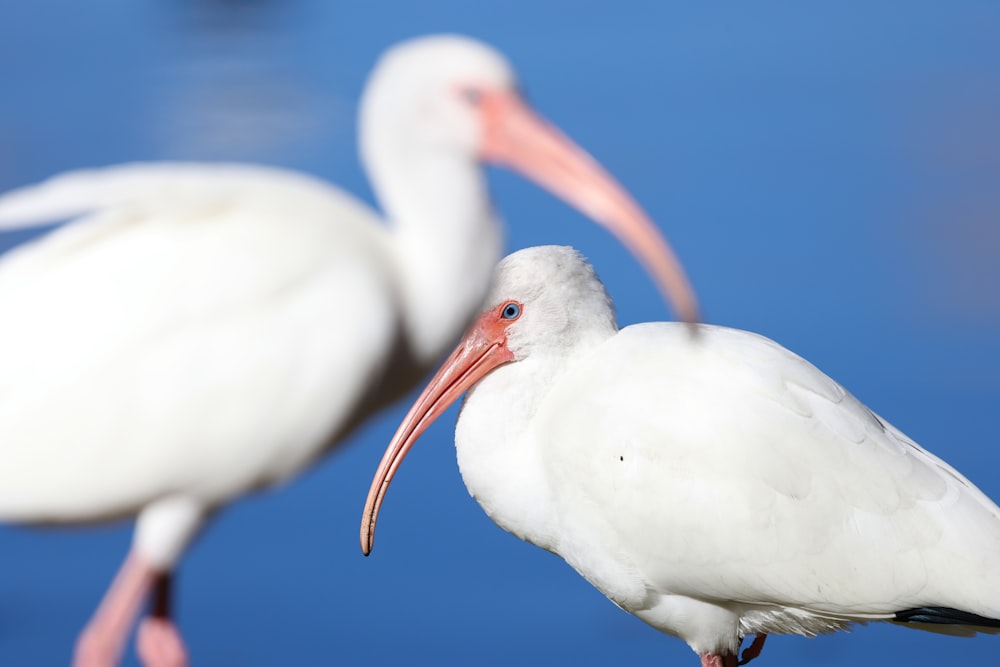 a couple of white birds standing next to each other