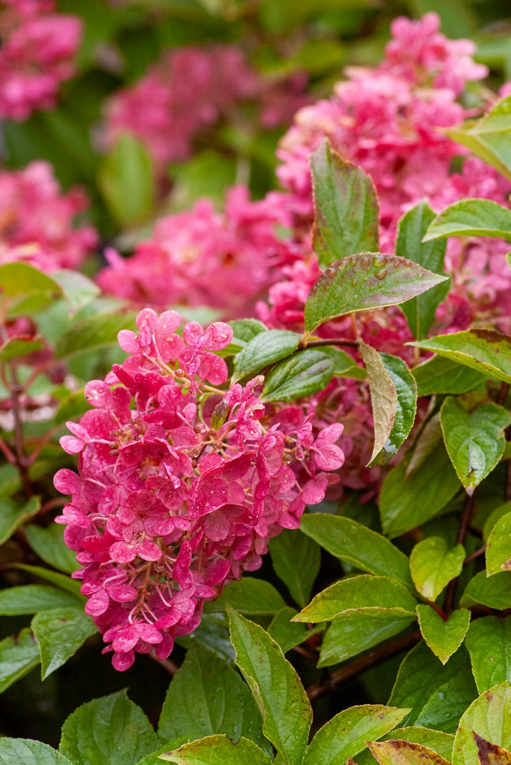 a bush of pink flowers with green leaves