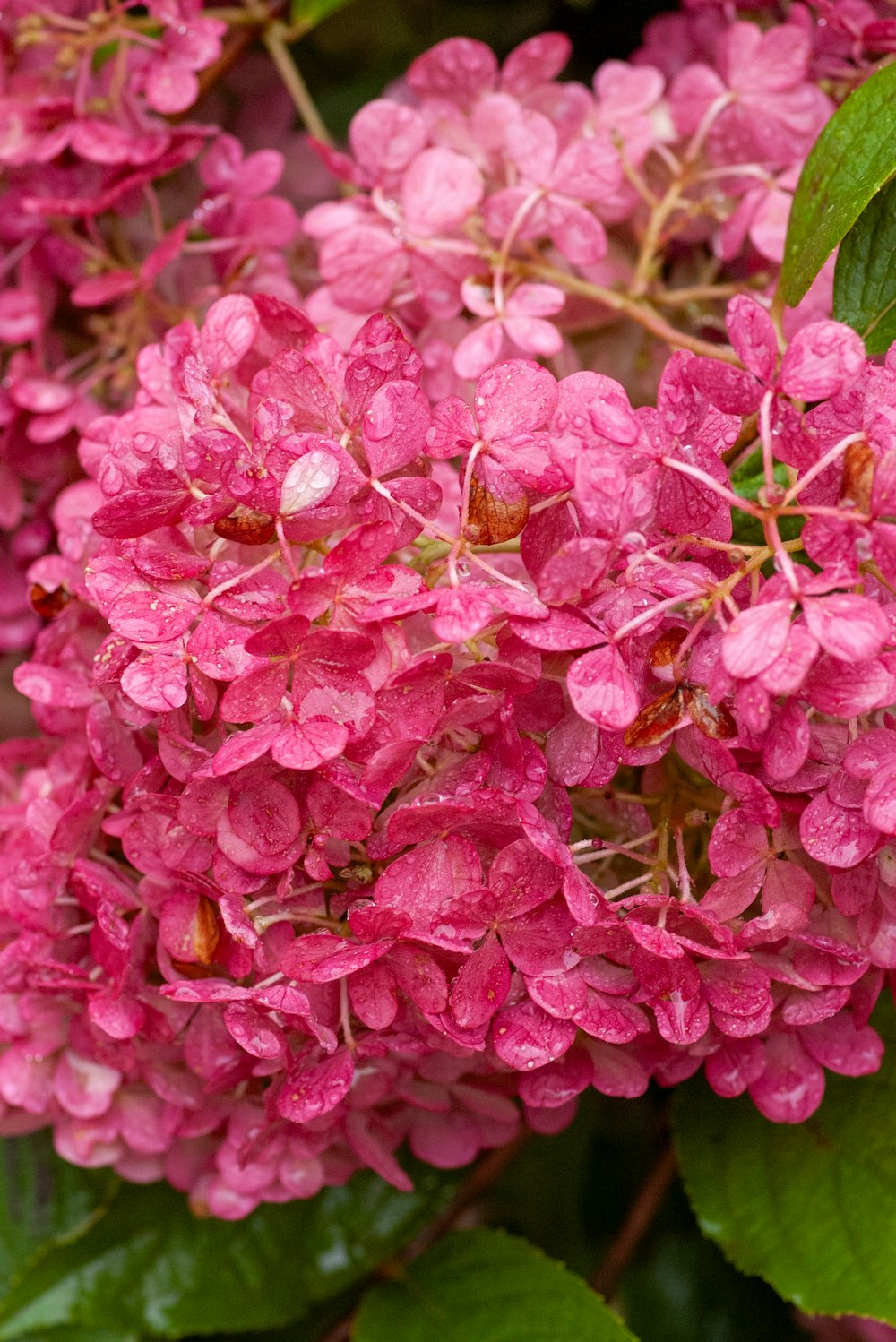 a bunch of pink flowers with green leaves