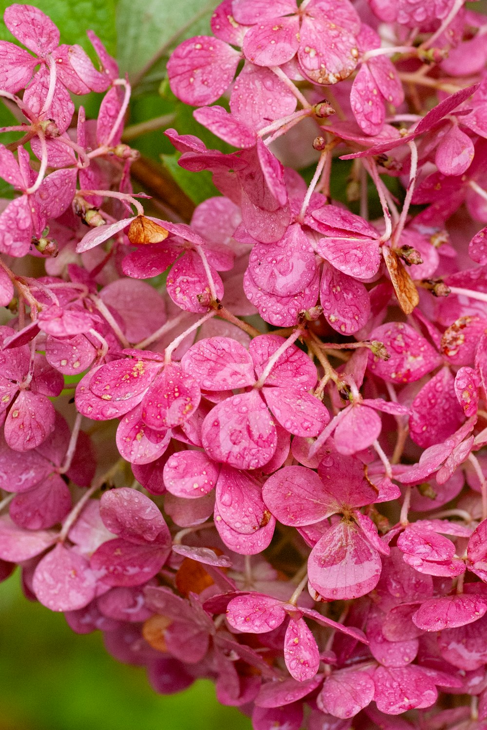 a close up of a bunch of pink flowers