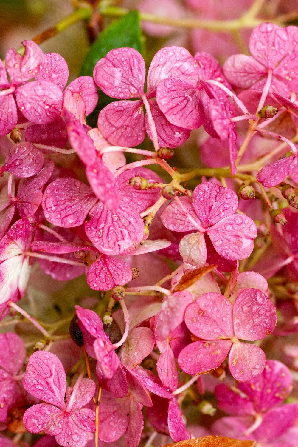 a bunch of pink flowers with water droplets on them