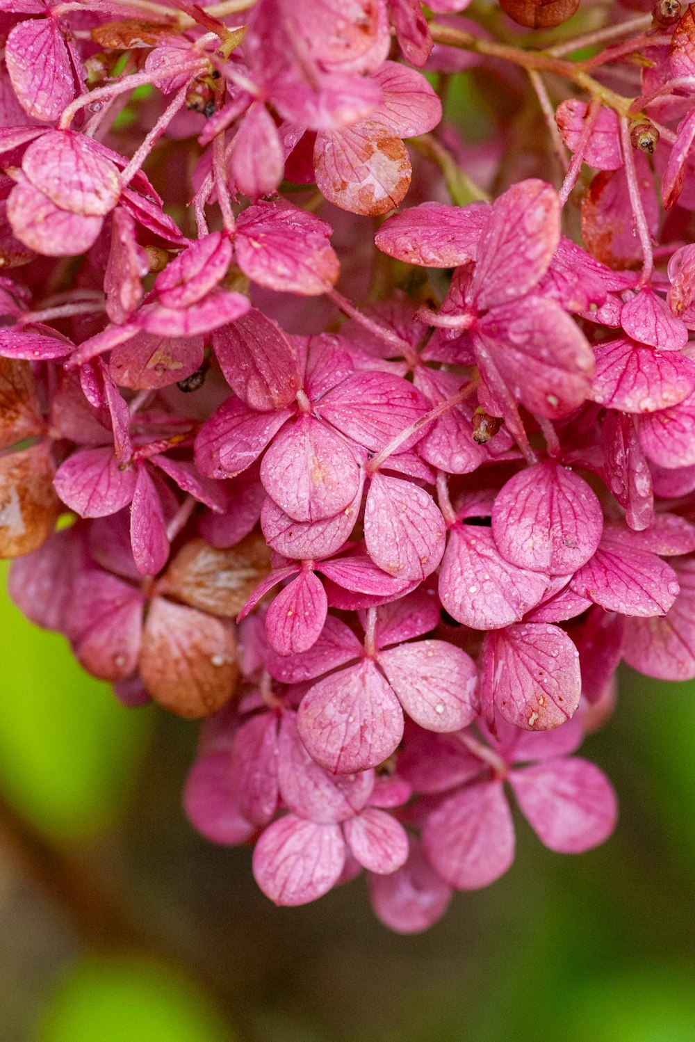 a close up of a bunch of pink flowers