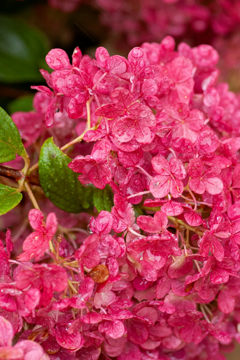 a bunch of pink flowers with green leaves