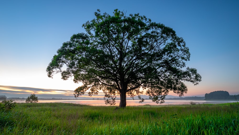 a lone tree in a grassy field with a body of water in the background