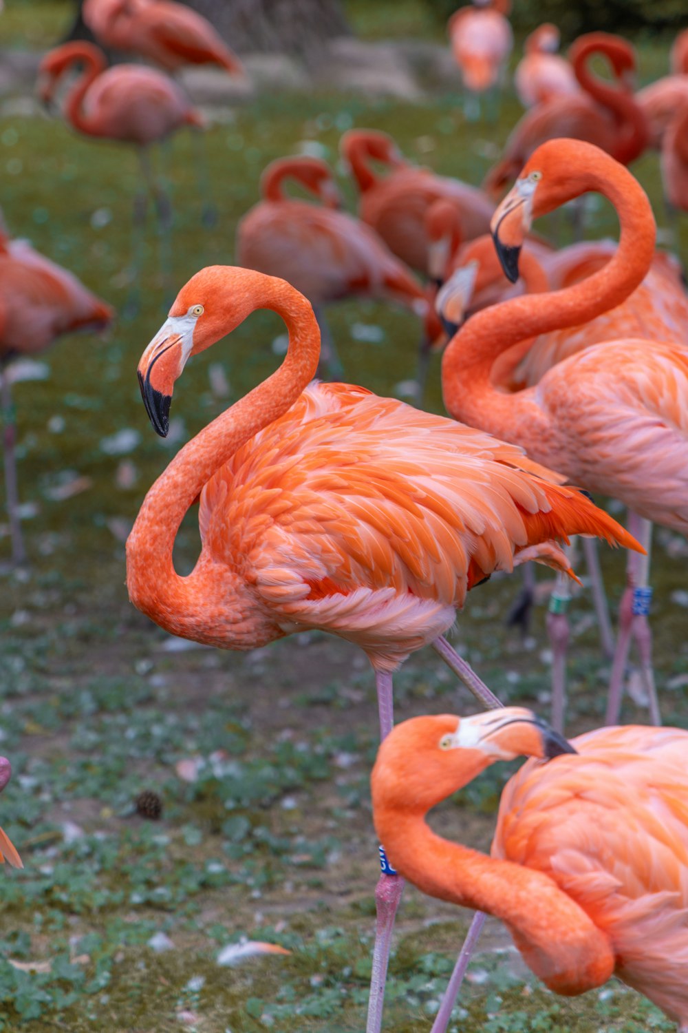Eine Gruppe von Flamingos steht auf einem Feld herum