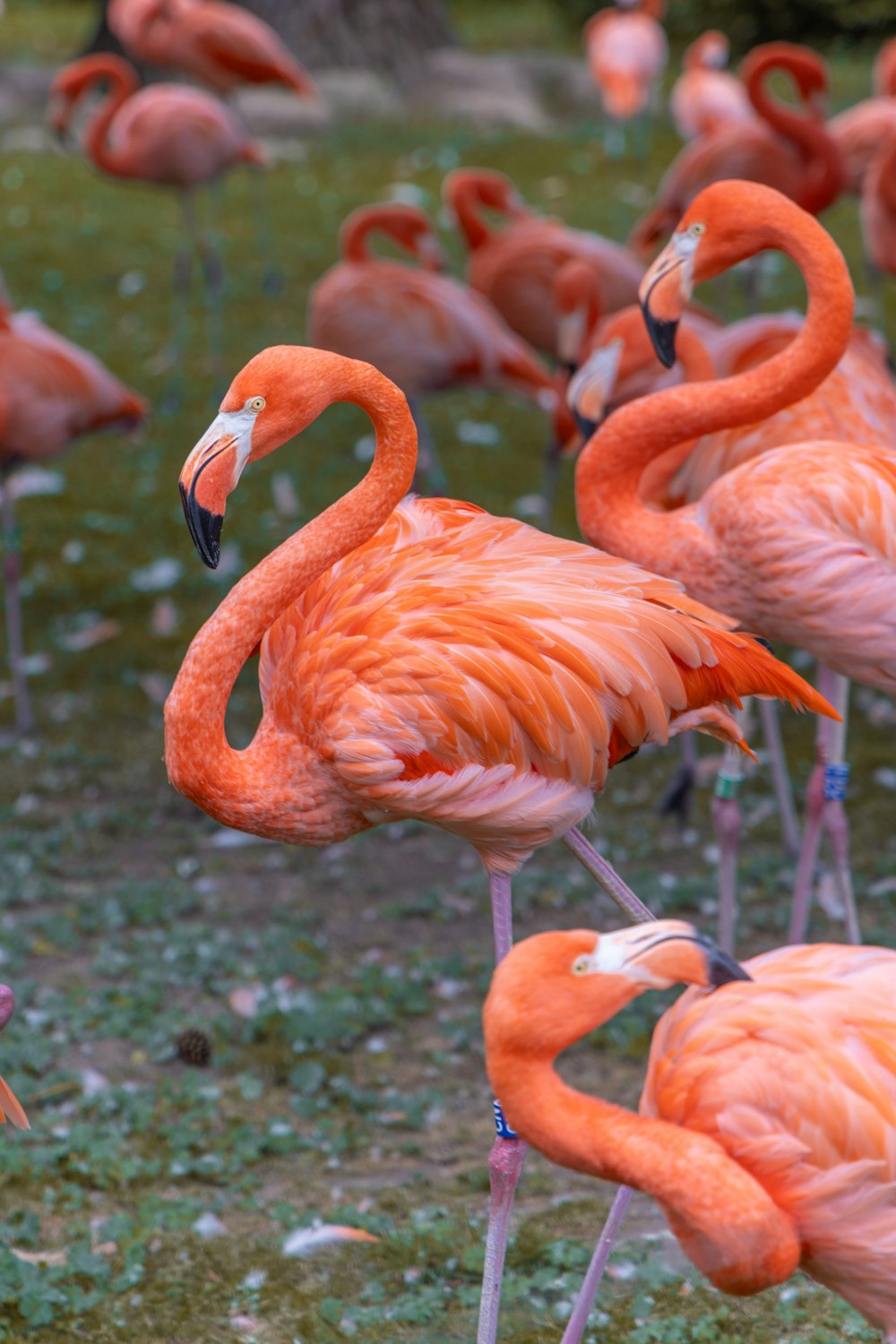 un grupo de flamencos parados en un campo