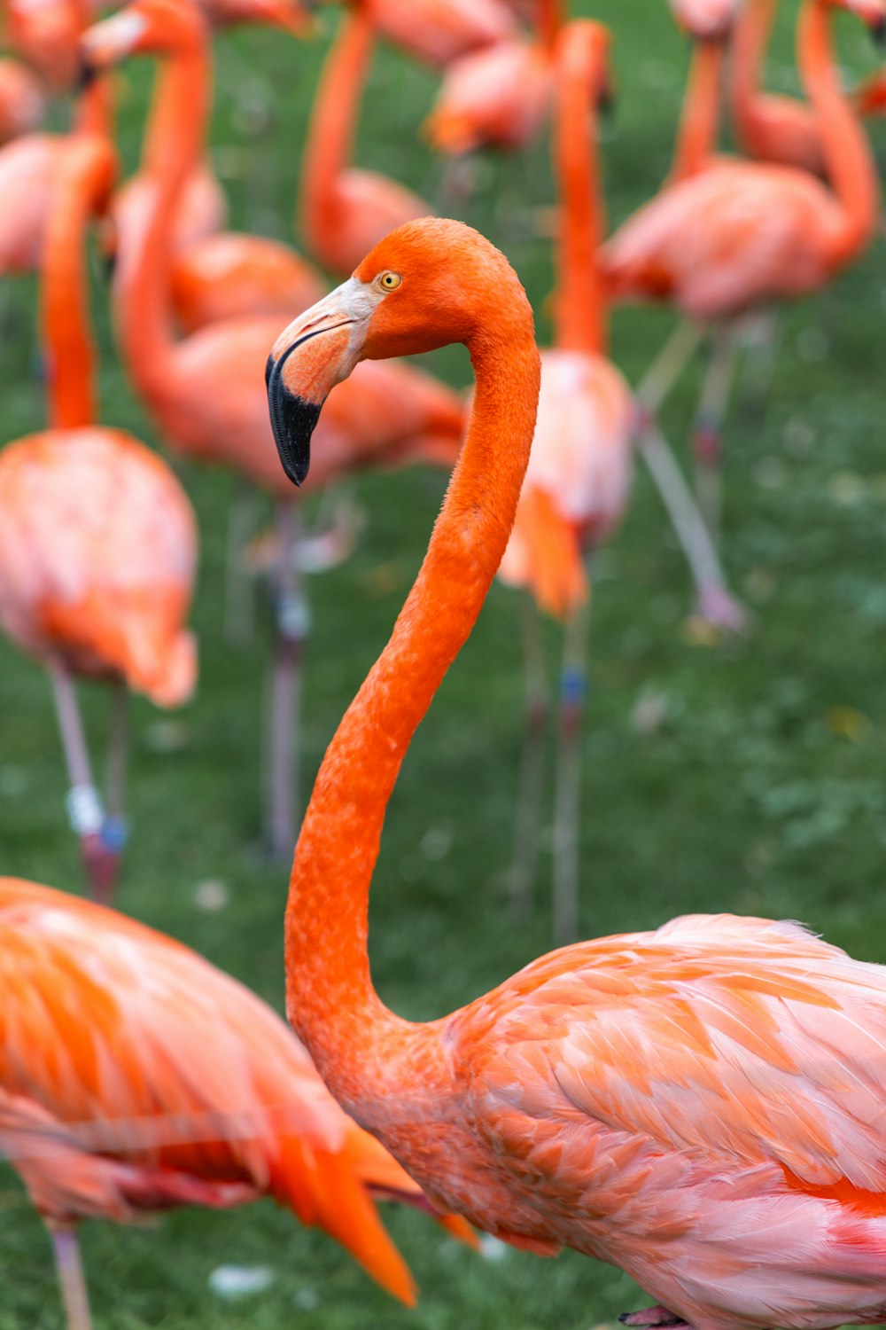 a flock of flamingos standing on top of a lush green field