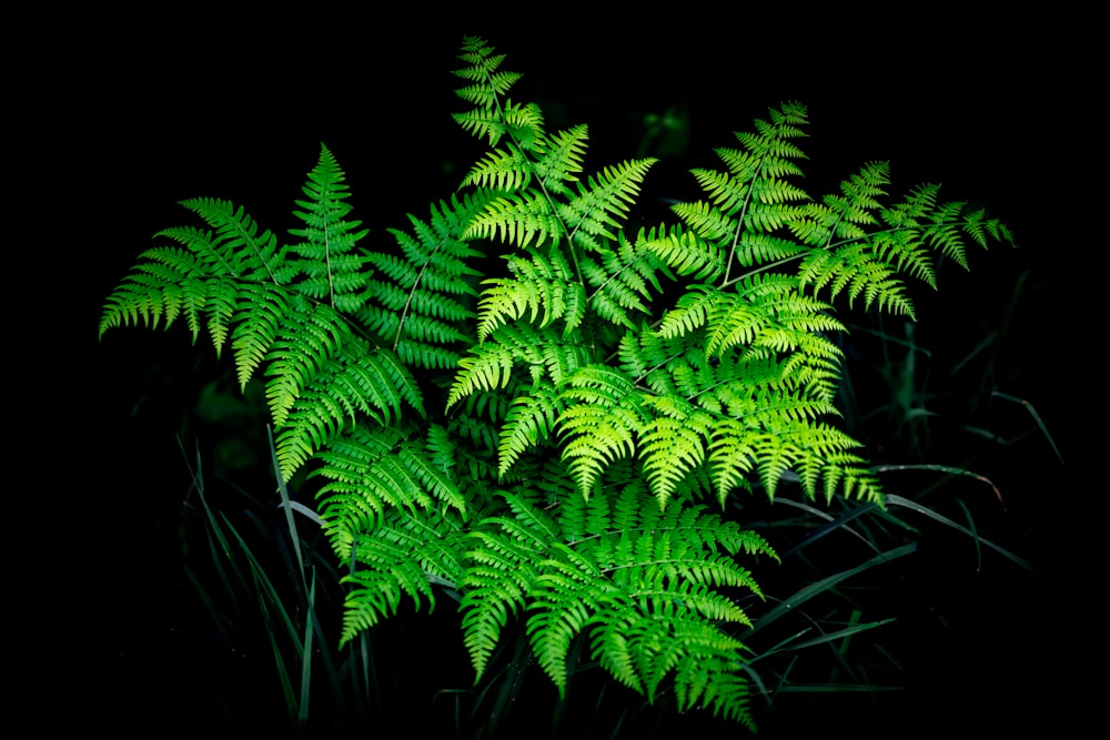a close up of a green plant on a black background