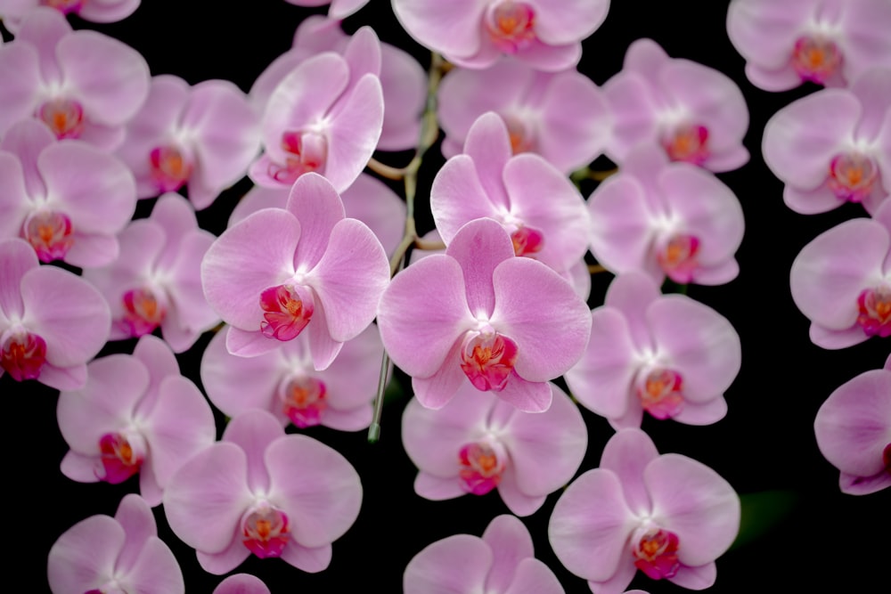 a bunch of pink flowers that are on a black background