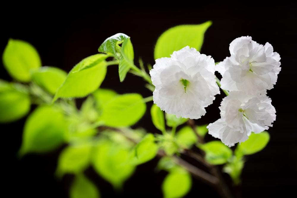 white flowers with green leaves on a black background