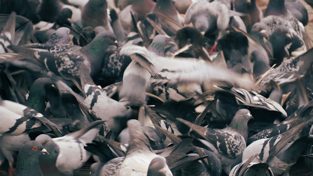 a large group of birds are gathered together