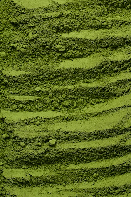 Moringa greenery on the farm