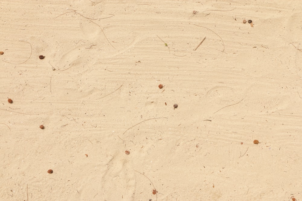 a bird is standing on the beach sand