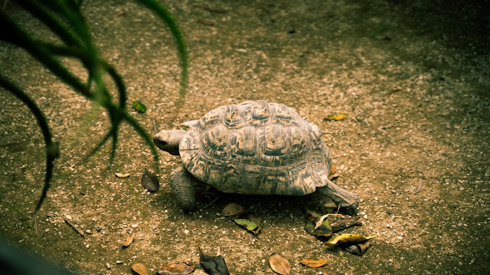 a tortoise walking across a dirt field next to a plant