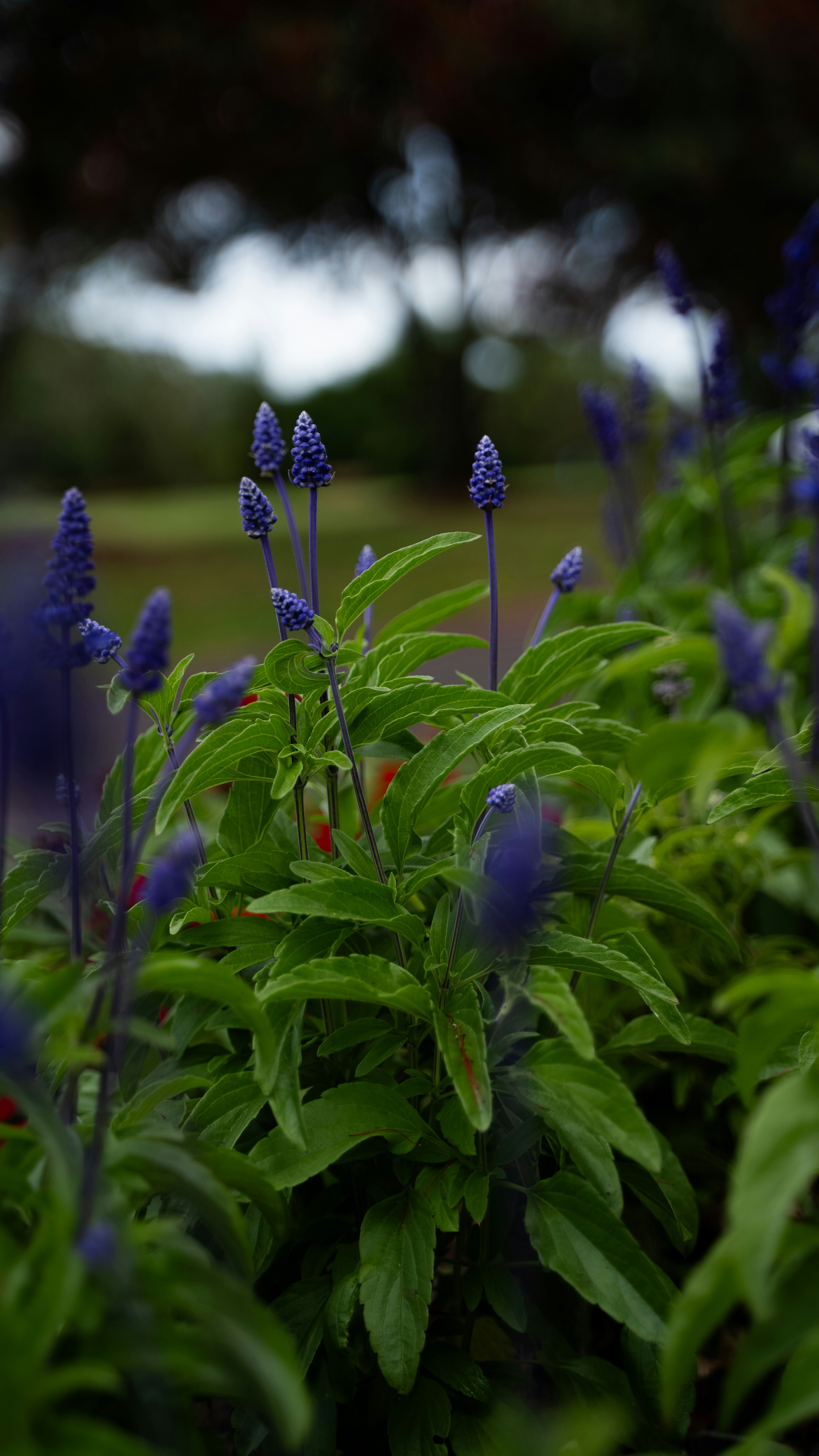 a group of blue flowers in a garden