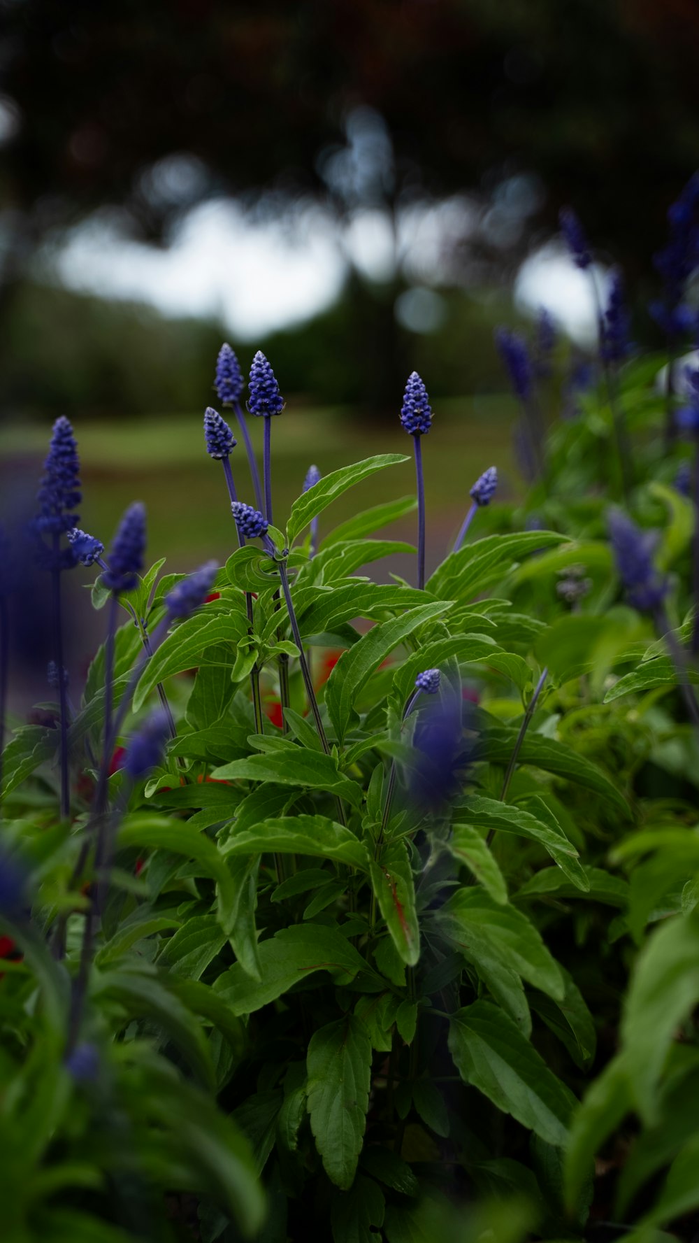 a group of blue flowers in a garden