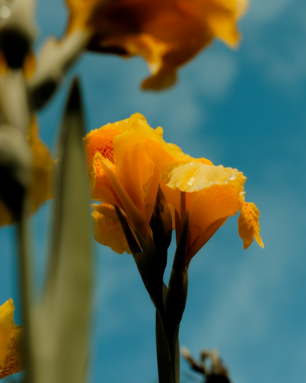 a close up of a yellow flower with a blue sky in the background