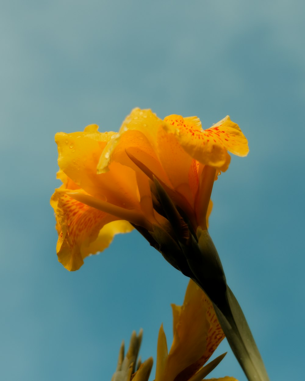 a yellow flower with a blue sky in the background