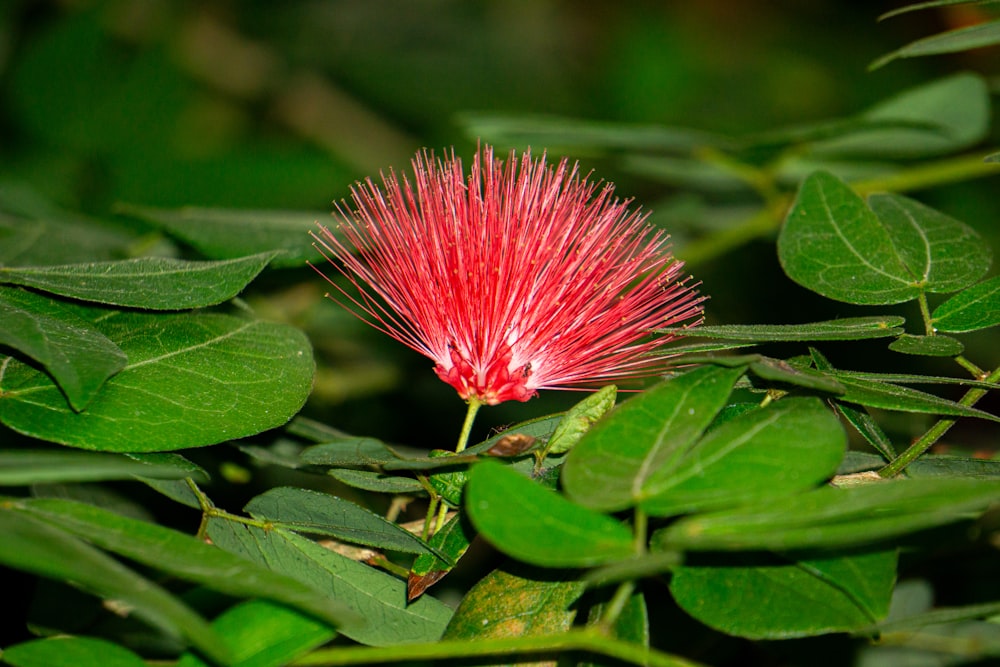 una flor roja con hojas verdes en el fondo