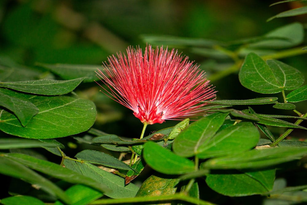 a red flower with green leaves in the background