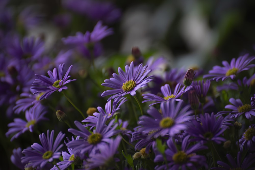 a bunch of purple flowers that are blooming