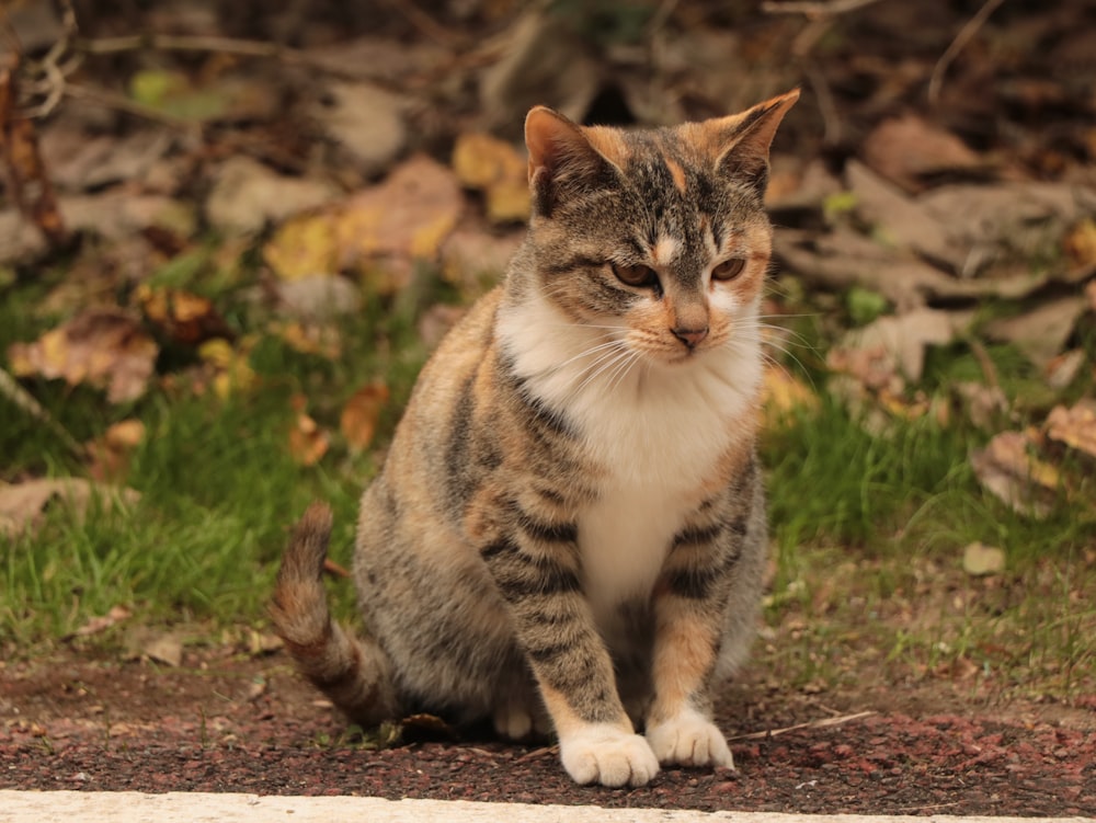 a cat sitting on the ground in the grass