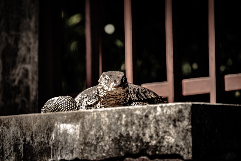 a large lizard is sitting on a ledge