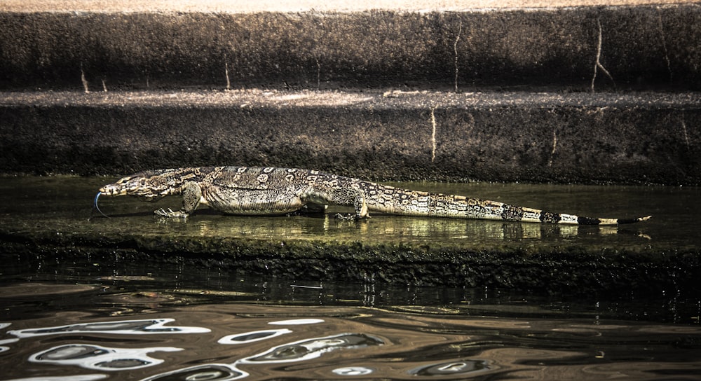 a large alligator laying on top of a body of water