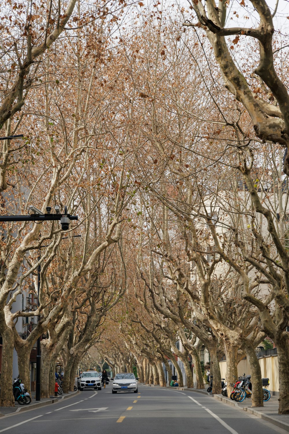 a street lined with trees and parked cars