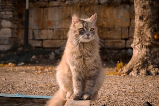 a cat sitting on top of a piece of wood