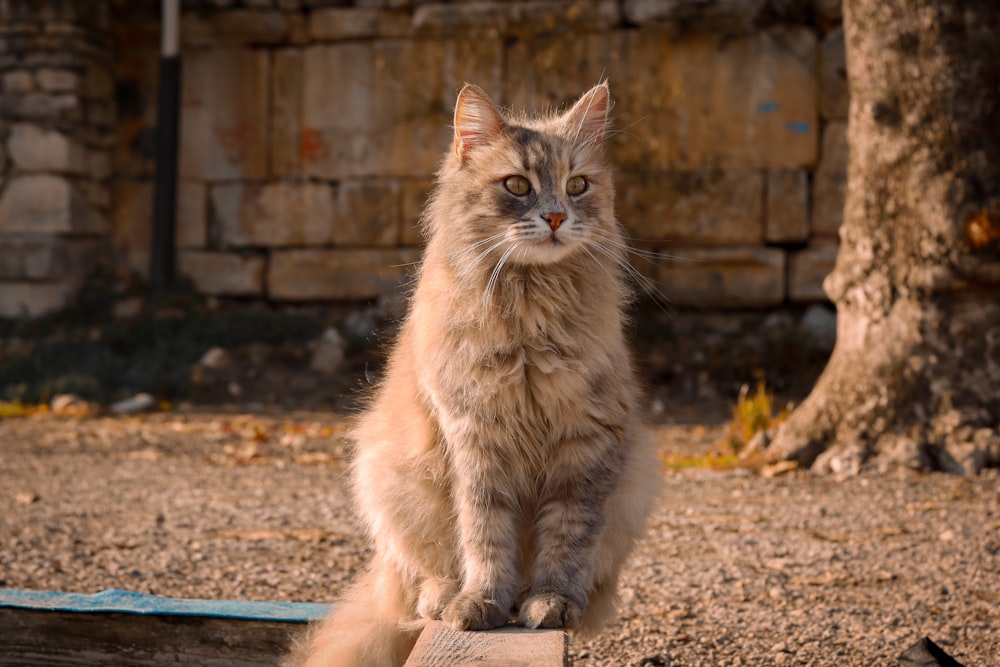 a cat sitting on top of a piece of wood