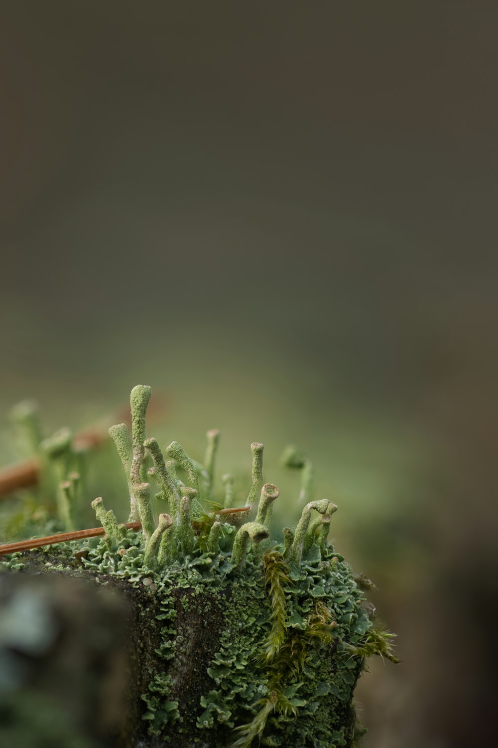 丸太に生えている苔の接写