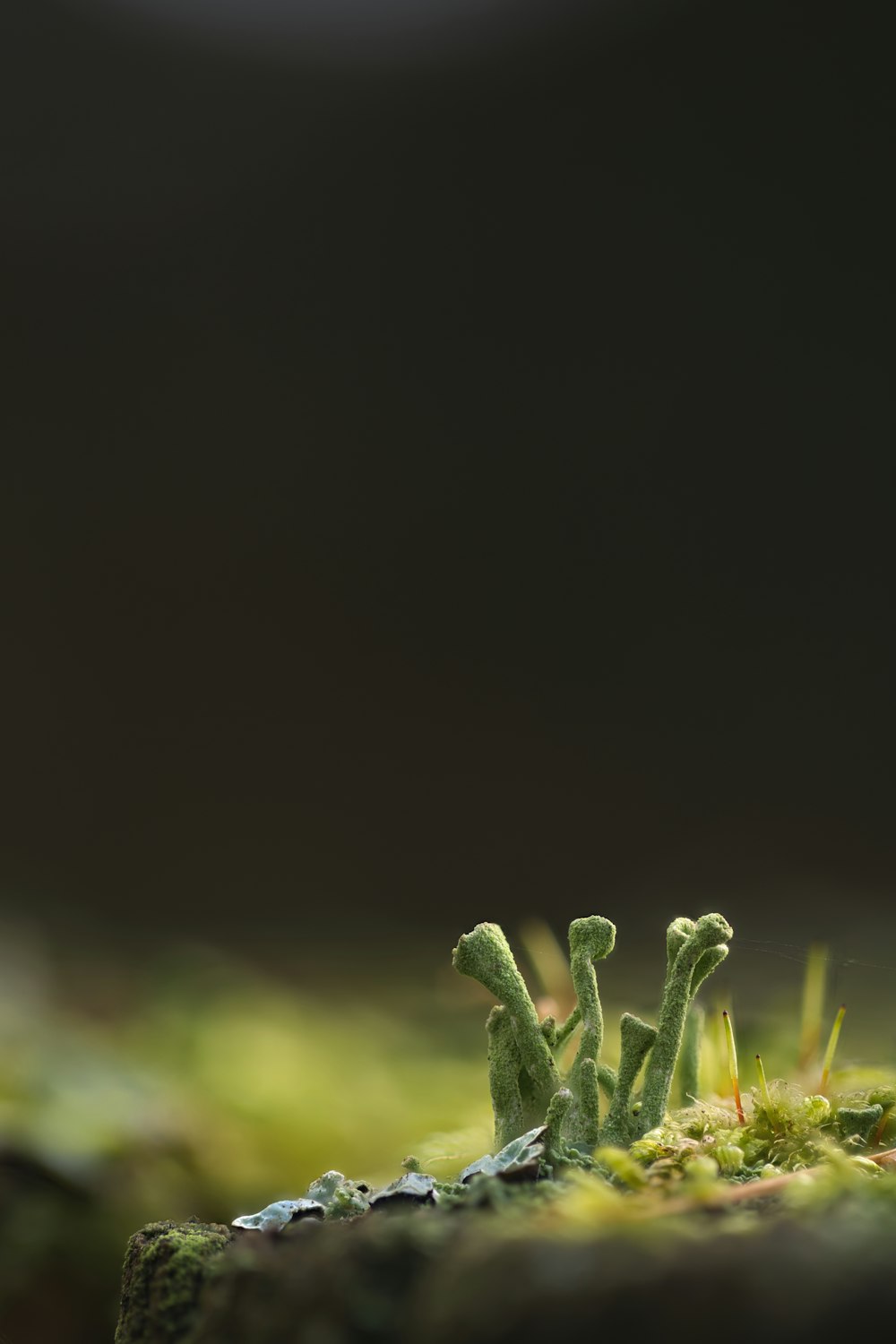 Un primer plano de un musgo que crece en una roca