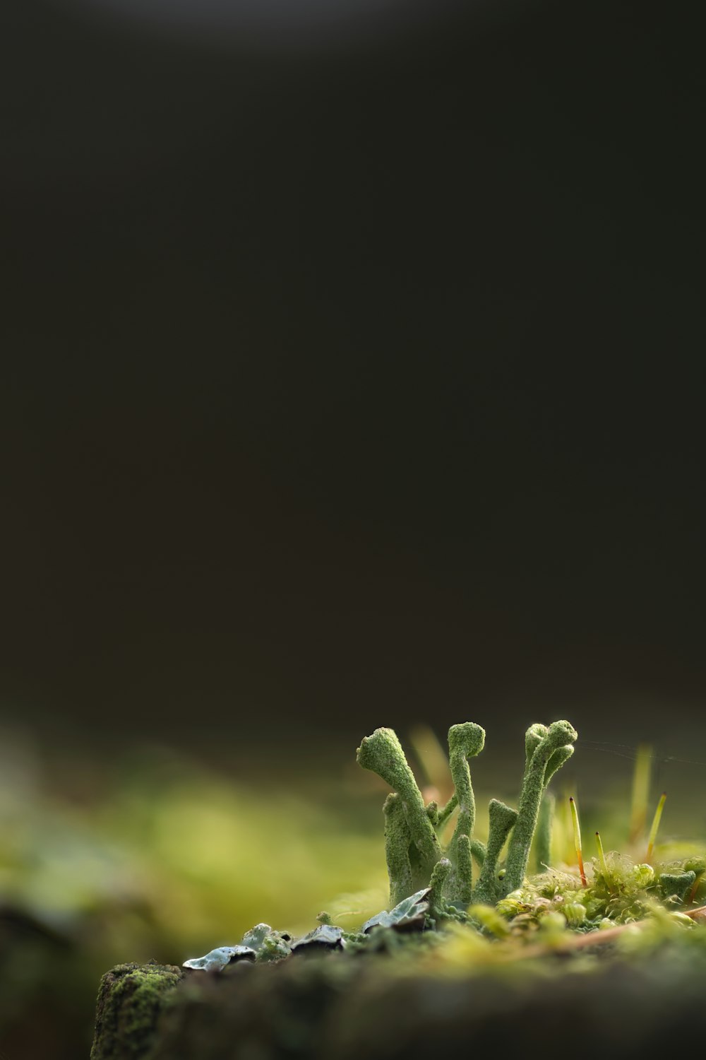 a close up of a moss growing on a rock