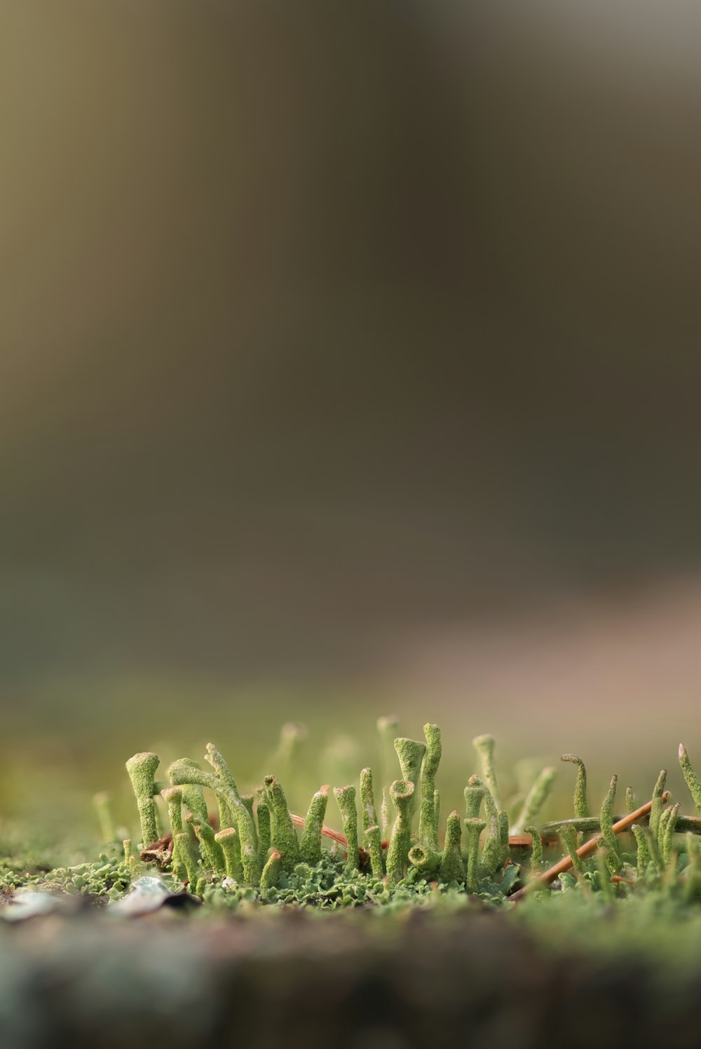 Un primer plano de un musgo que crece en el suelo