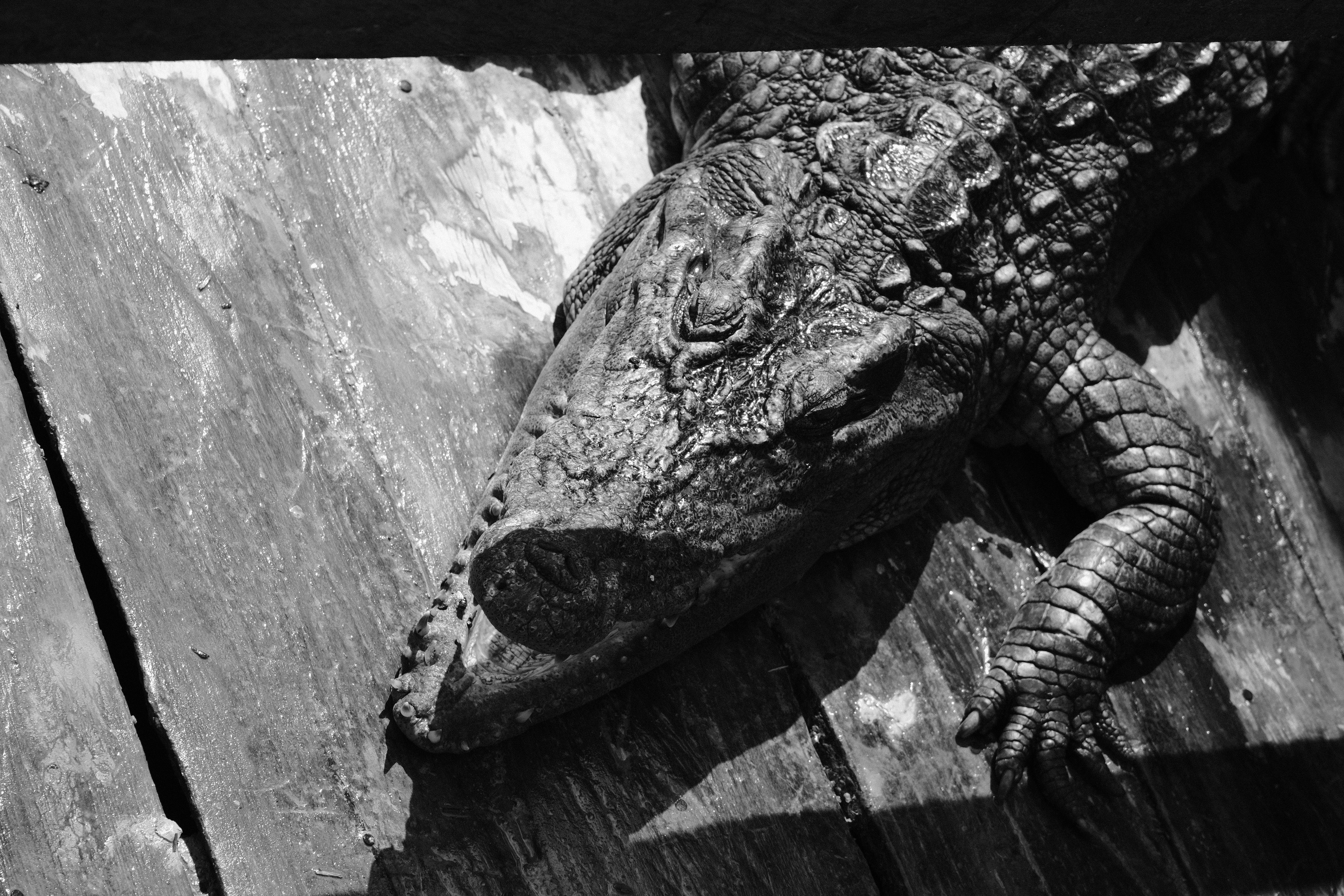 a black and white photo of an alligator
