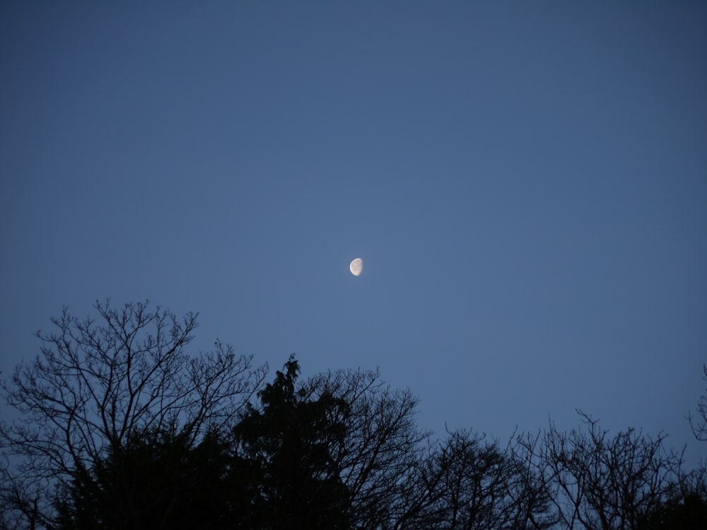 a full moon is seen through the trees