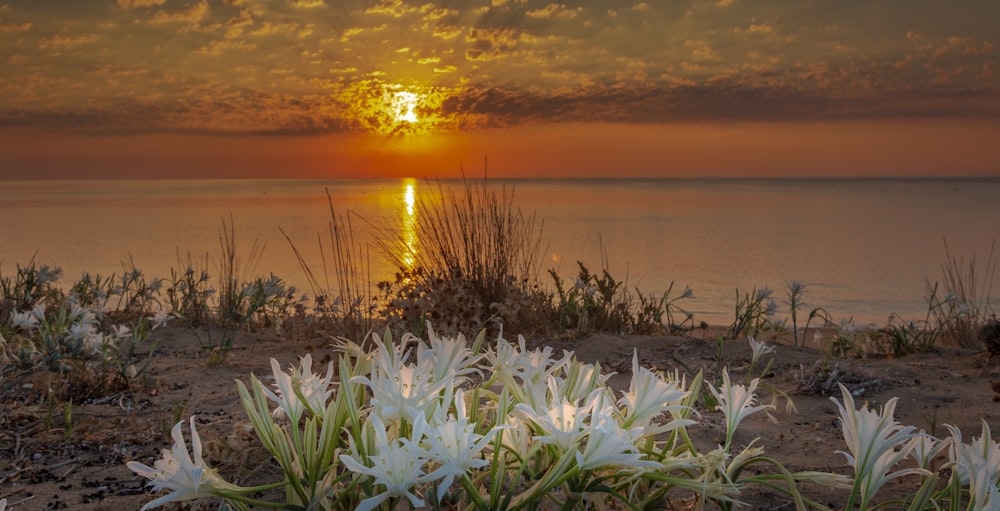 a sunset over a body of water with flowers in the foreground