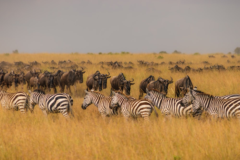 a herd of zebra standing on top of a dry grass field