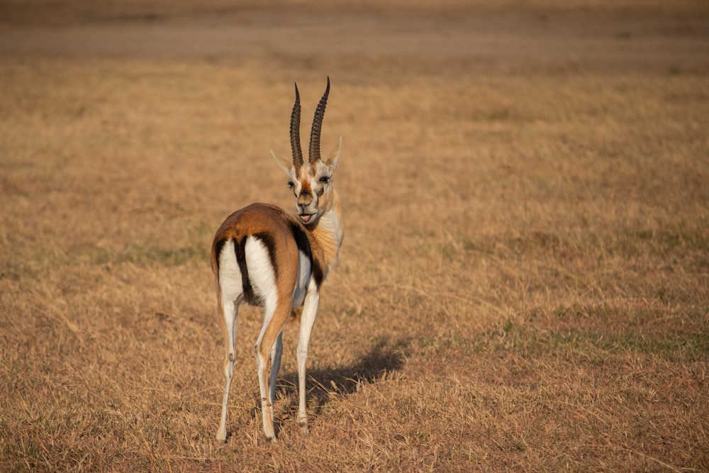 a small antelope standing in a dry grass field