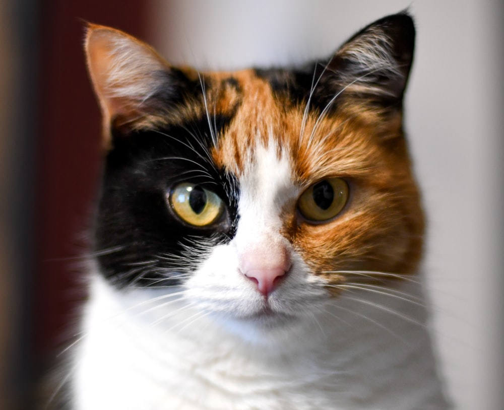 a close up of a cat with yellow eyes