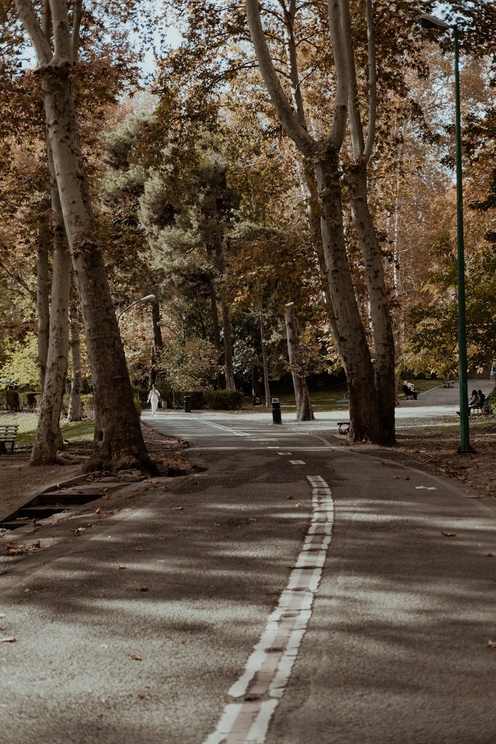 a person riding a skateboard down a tree lined street