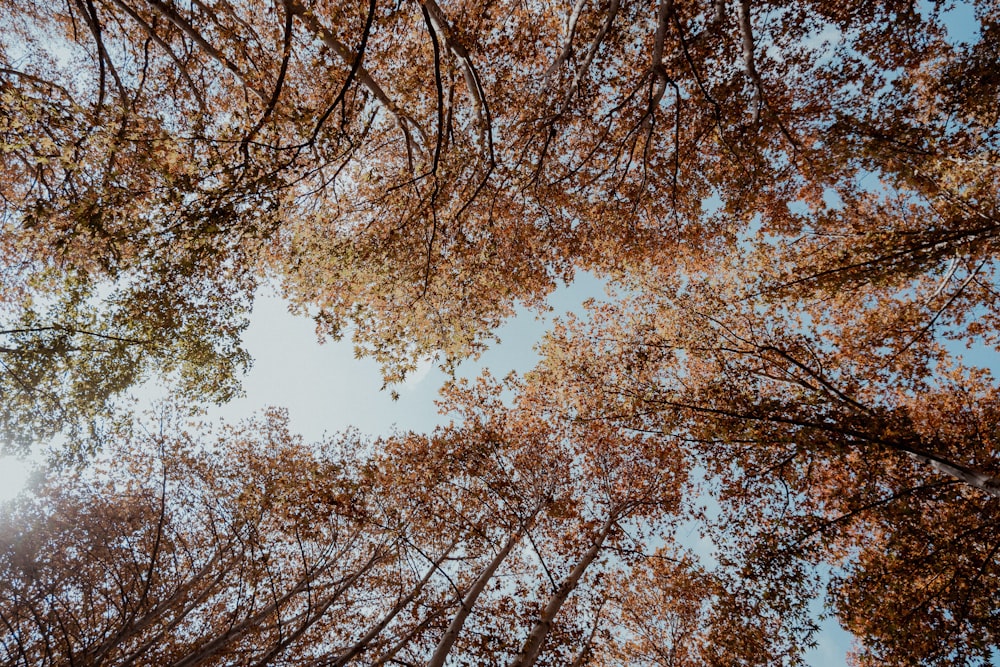 looking up at the tops of tall trees