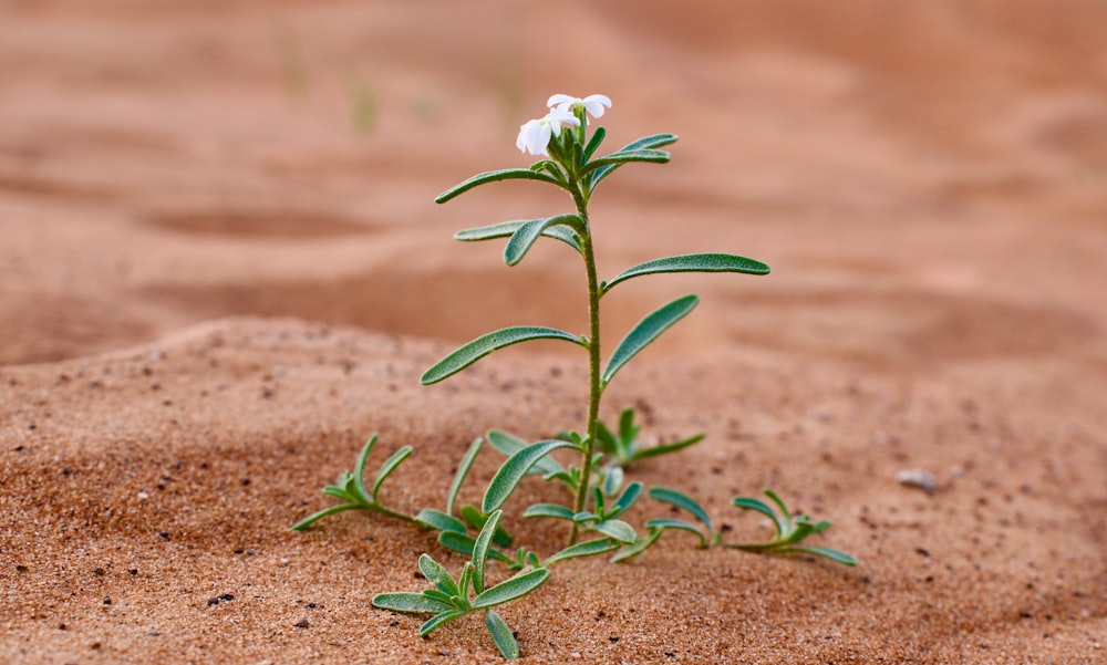 a small white flower sitting on top of a sandy ground