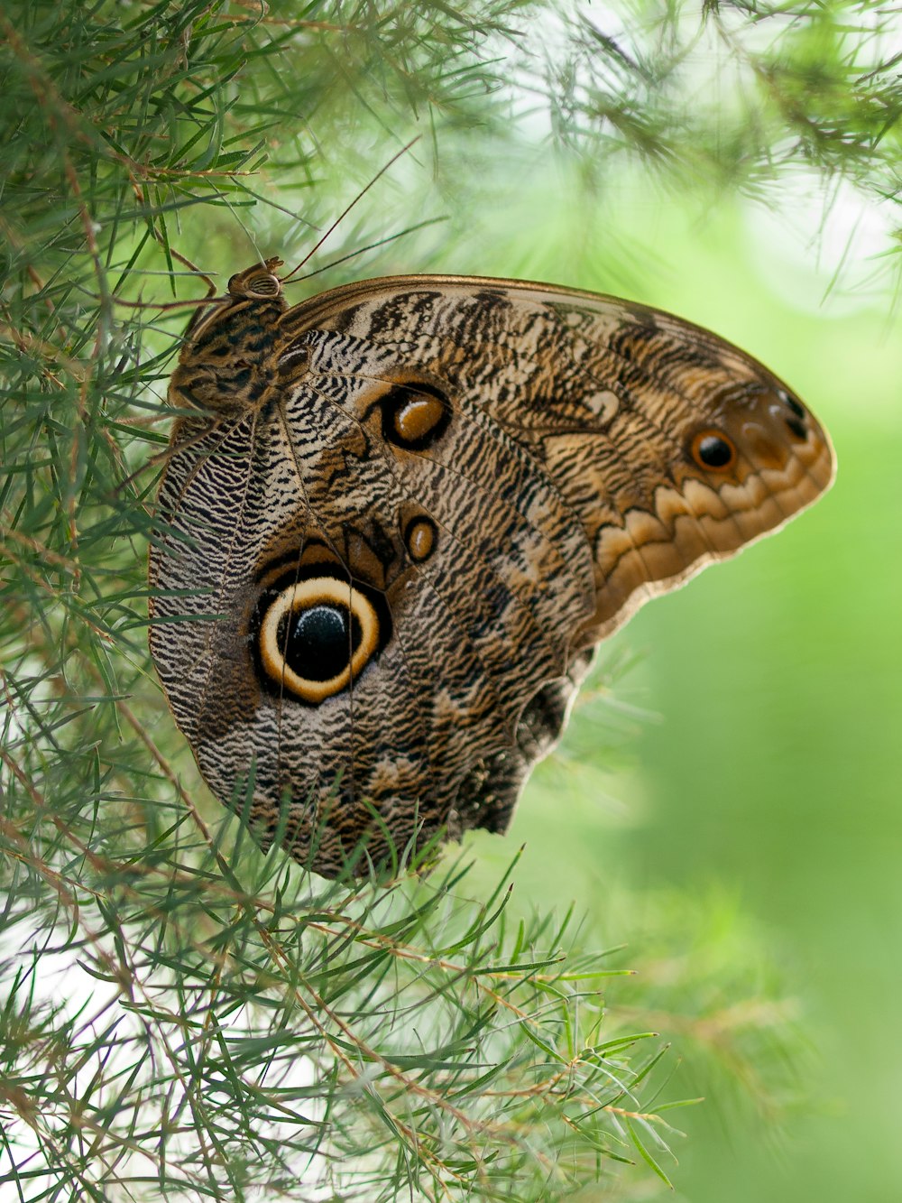 a large brown butterfly sitting on top of a pine tree