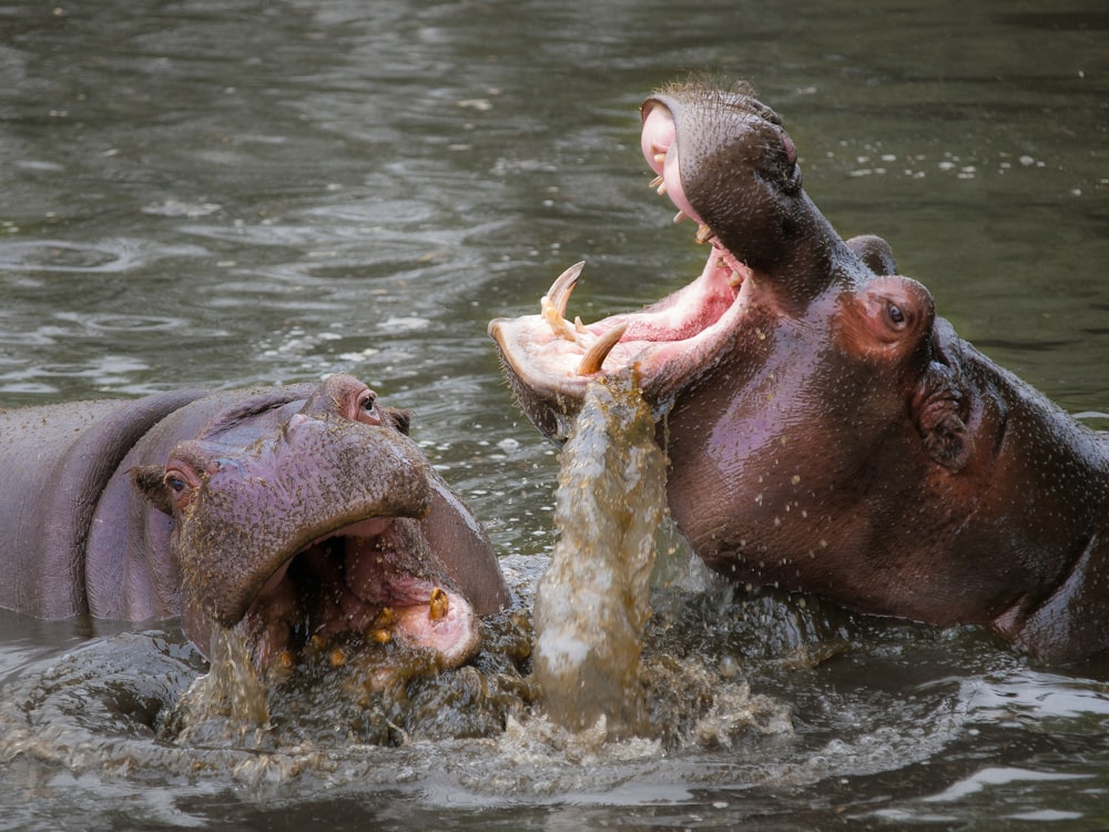 two hippos are in the water with their mouths open